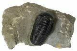 Austerops Trilobite - Nice Eye Facets #179195-2
